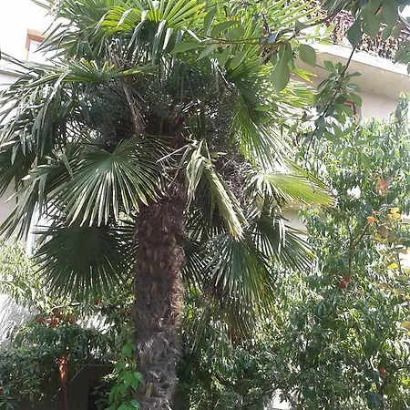 In פרימורסקו